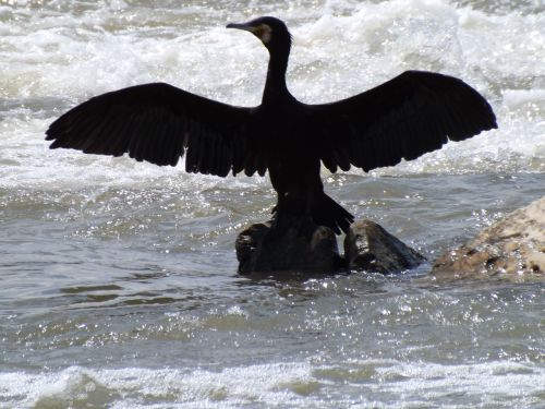 birds cormorant wings