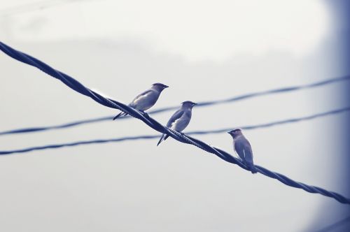 birds perched wire