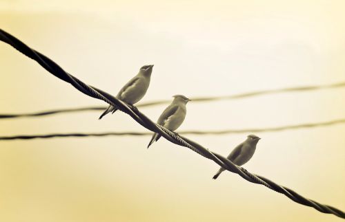 birds perched wire