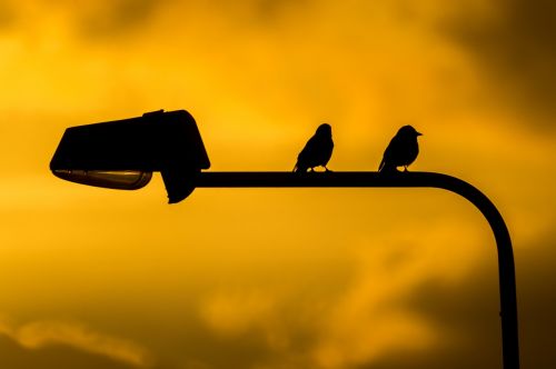 birds pole sunset