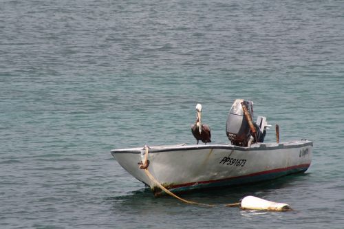 birds pelican ocean