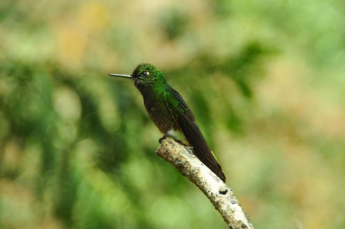 birds hummingbird green