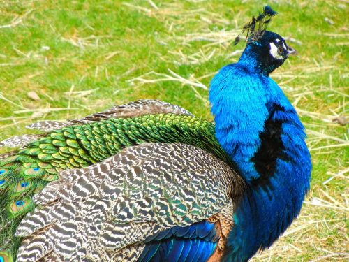 birds peacock zoo