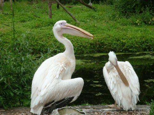 birds pelicans clean