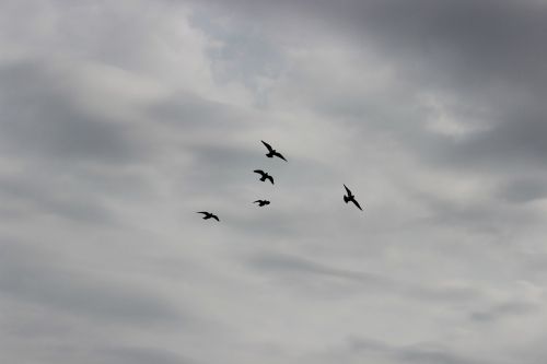 birds sky flight