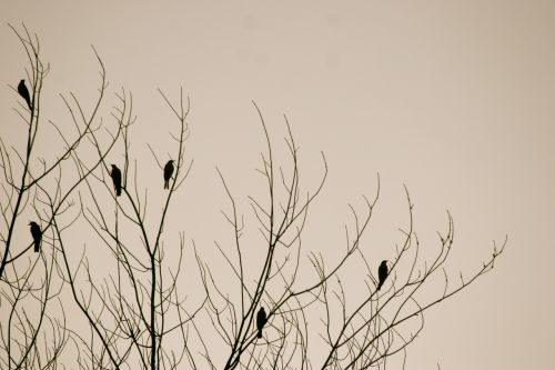 birds tree nature