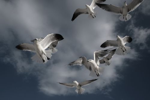 birds flying sky