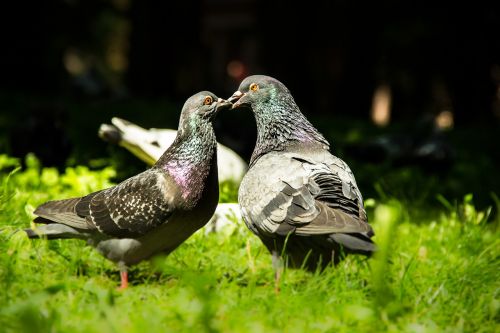 birds pigeons love