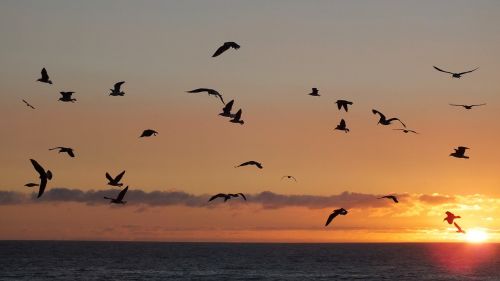 birds sunset sea