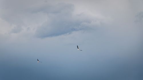 birds sky nature