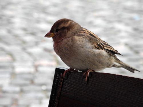 birds sparrow nature