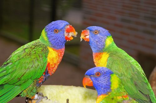 birds parrots colorful