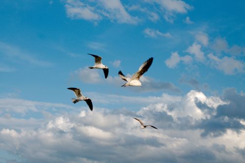 birds sea gulls gulls