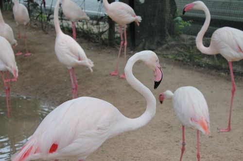 birds flamingo pink flamingo