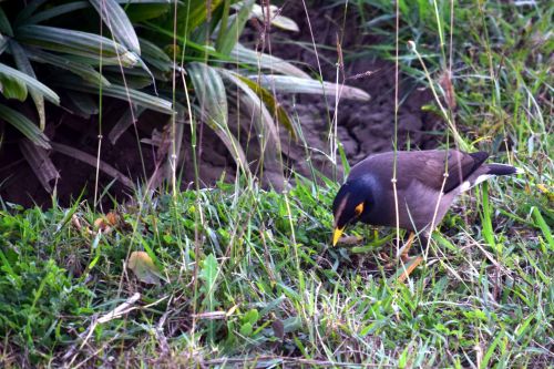 Birds And Animals