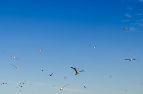 Birds And Blue Sky