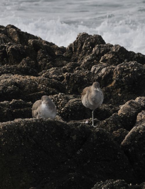 Birds And The Sea