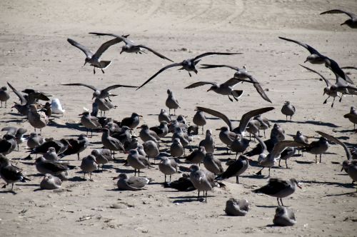 Birds At The Beach
