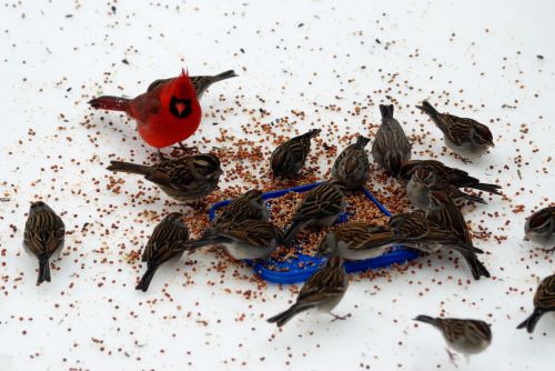 Birds Feeding