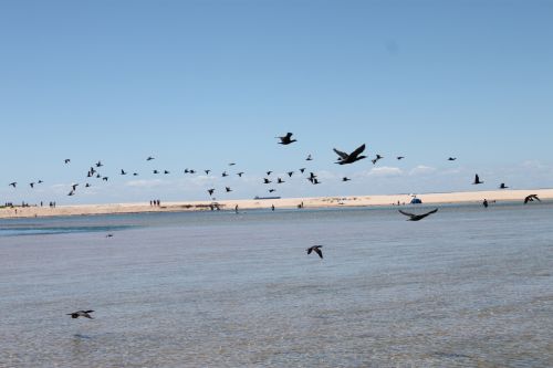 Birds Flying On The Lagoon