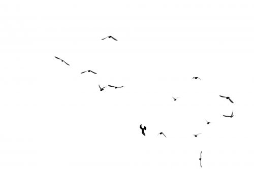 Birds Flying On White