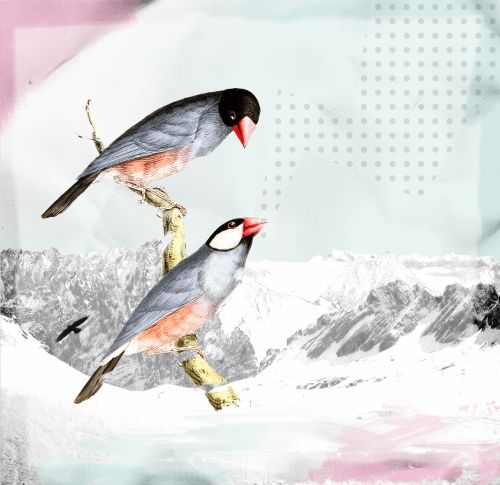 Birds Grunge Collage