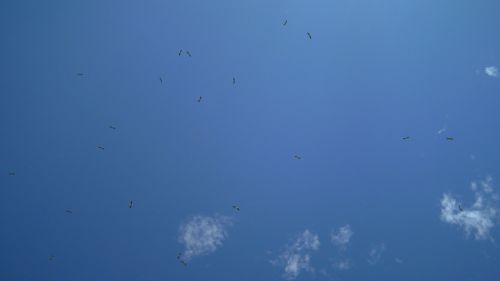 Birds High In The Sky