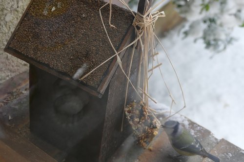 birds house  bird  birdhouse