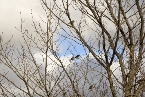 Birds In A Bare Tree