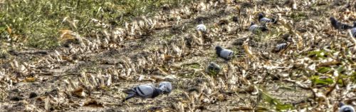 Birds In Fall Field