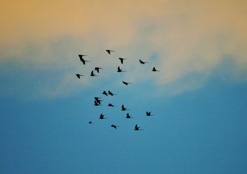 Birds In Flight