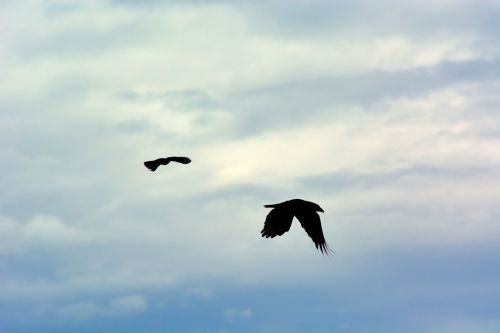 Birds In The Sky
