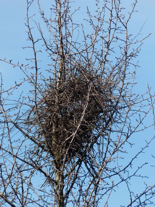 bird's nest nest tree