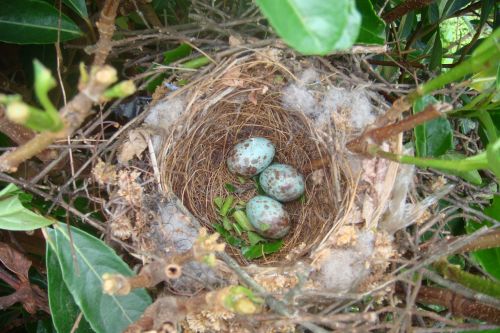birds nest close up color