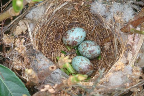 birds nest close wildlife