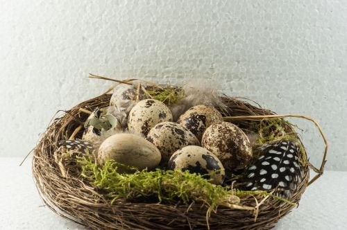 bird's nest bird eggs scrim
