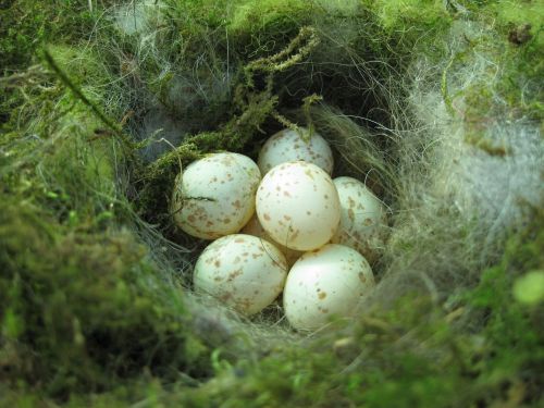 bird's nest nesting place nest