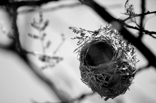 birds nest shelter nature