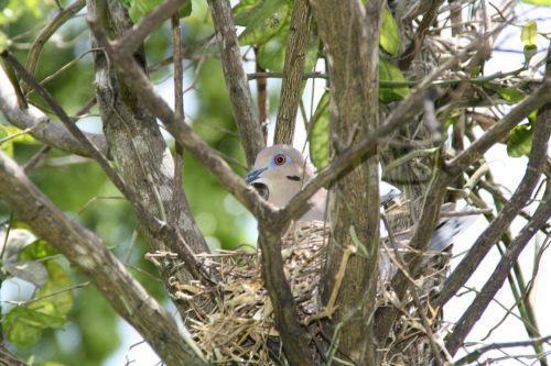 bird's nest dove pigeon