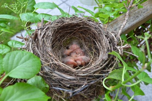bird's nest chicks hatch