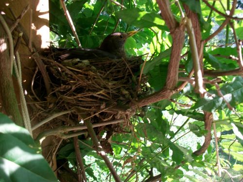 bird's nest breed hatch