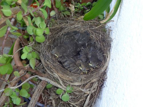 bird's nest blackbirds young birds