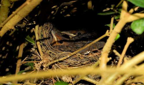 bird's nest young birds blackbirds