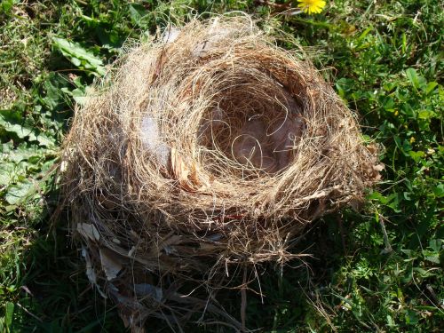 bird's nest nest animal
