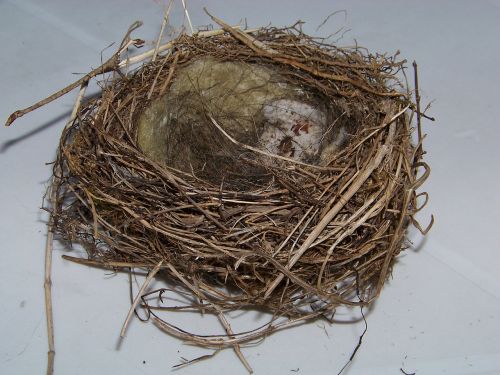 bird's nest nest nesting place