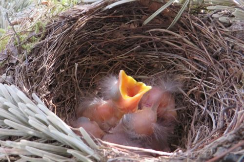bird's nest blackbird bird breeding