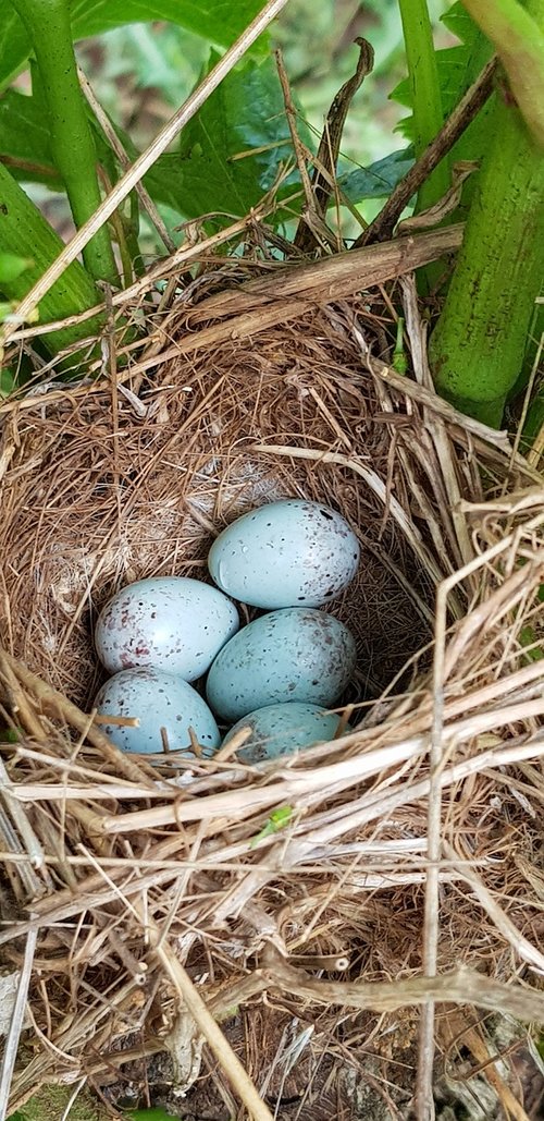 bird's nest  ponte  nature