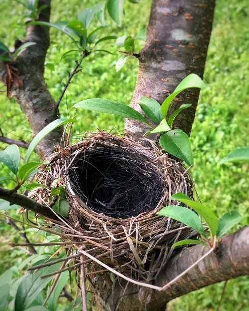 bird's nest  tree  nature