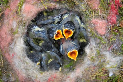 bird's nest chicks tit