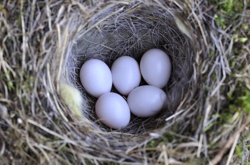 bird's nest nest bird eggs
